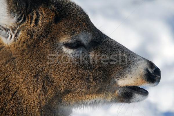 White-tailed deer  Stock photo © nialat