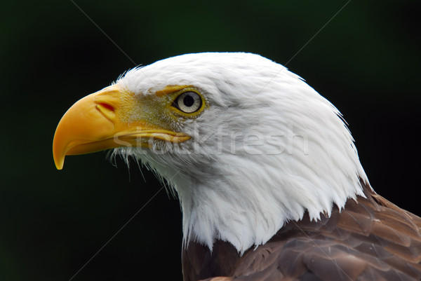 American Bald Eagle Stock photo © nialat