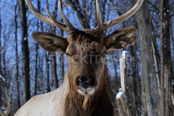 Elk Stock photo © nialat