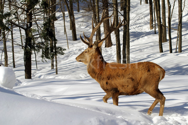 Elk Stock photo © nialat