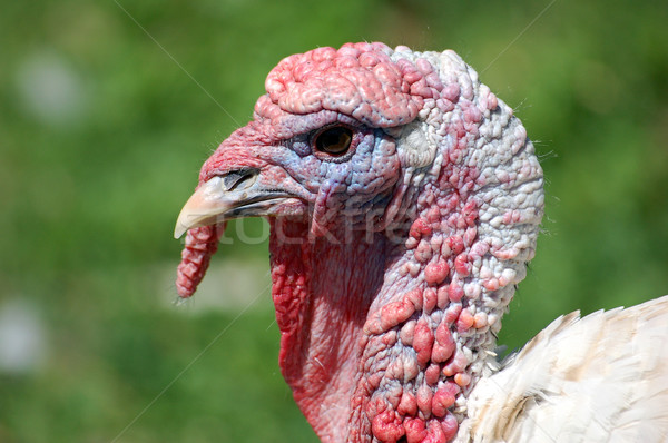 Turcja portret charakter zwierząt jedzenie Zdjęcia stock © nialat