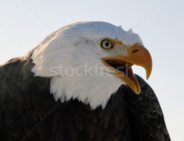 Kel kartal amerikan kuş Stok fotoğraf © nialat
