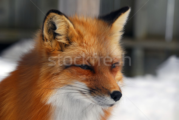 красный Fox фотография собака Сток-фото © nialat