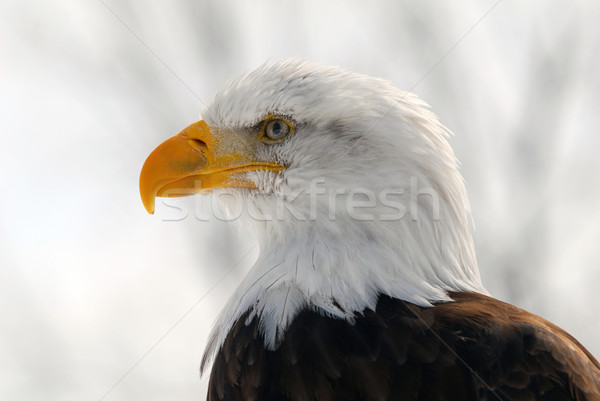 Stock photo: American Bald Eagle