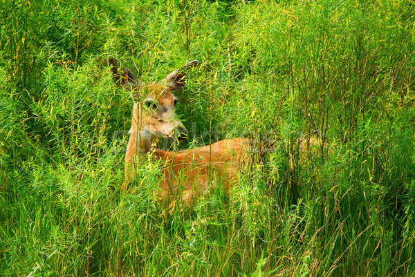 White-tailed deer Stock photo © nialat