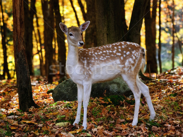 Fallow deer Stock photo © nialat