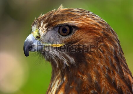 Foto stock: Falcão · retrato · vermelho · asa