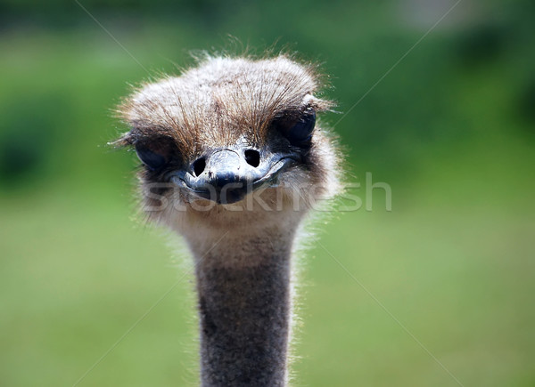 Ostrich Stock photo © nialat