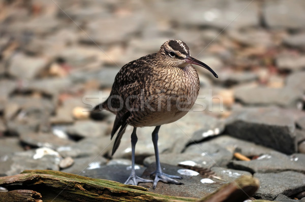 Whimbrel (Numenius Phaeopus) Stock photo © nialat