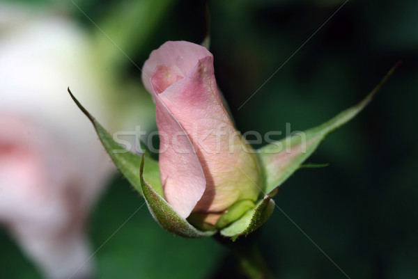 Stockfoto: Foto · klaar · roze · macro