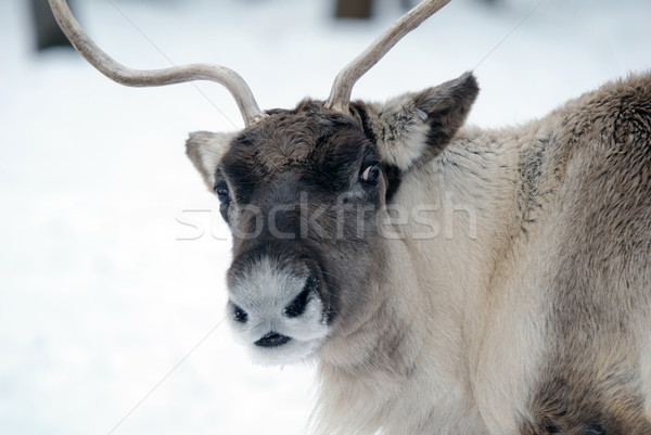 Reindeer Stock photo © nialat