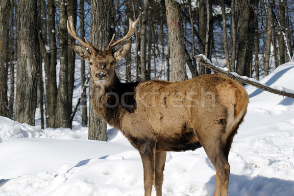 Stock photo: Elk