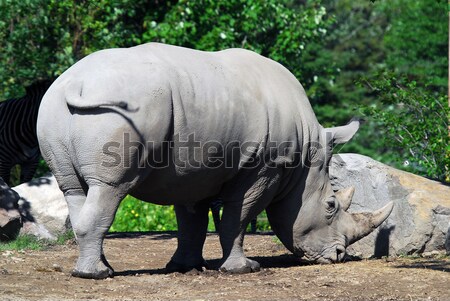 Rhino Stock photo © nialat