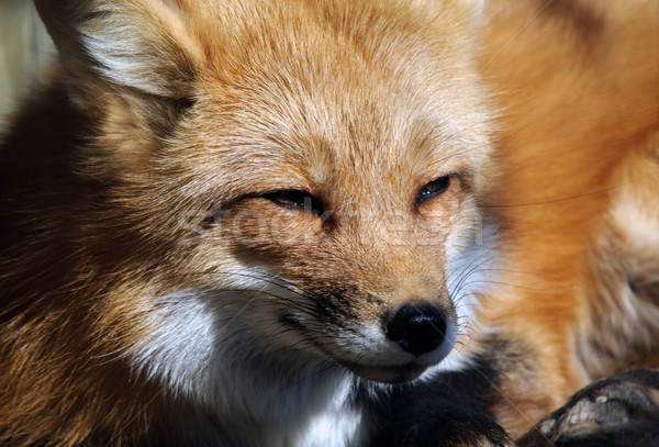 Red Fox Portrait Stock photo © nialat