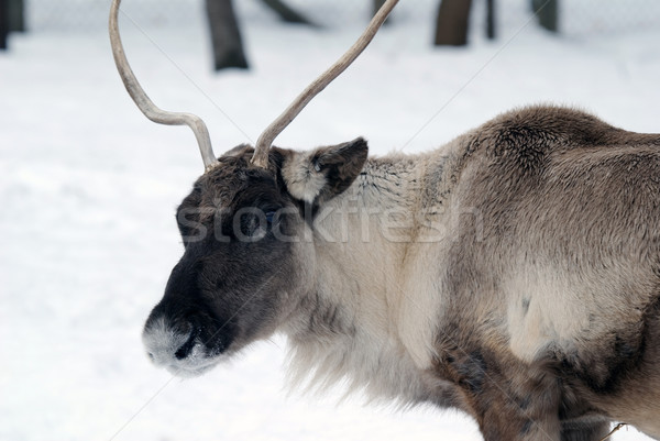 Reindeer Stock photo © nialat