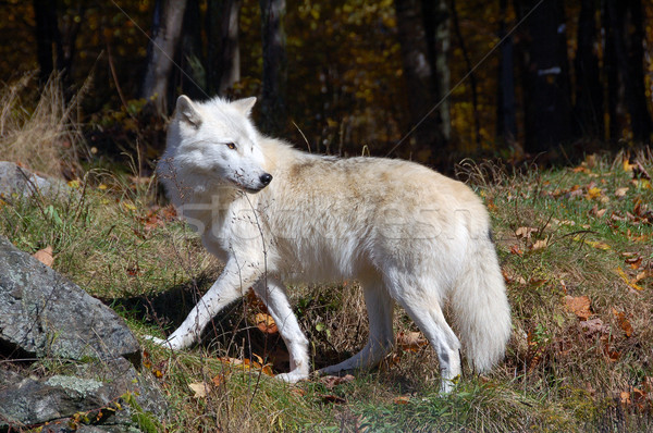 ártico lobo floresta outono natureza Foto stock © nialat