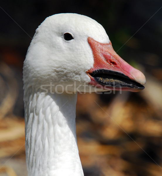 Ganso retrato branco natureza pena pato Foto stock © nialat