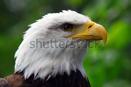 Stock photo: Bald eagle