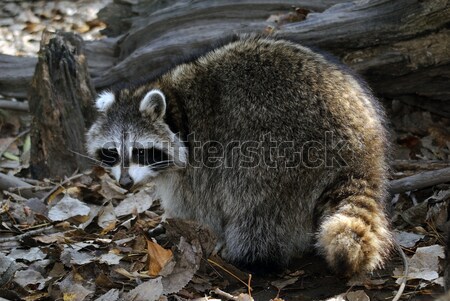 Raccoon Stock photo © nialat