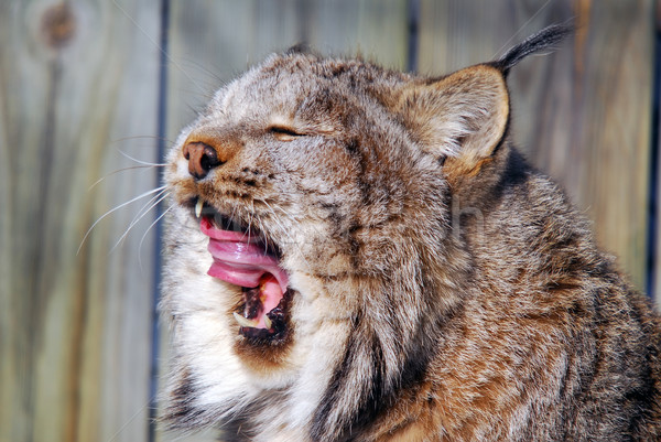 Canada Lynx Stock photo © nialat