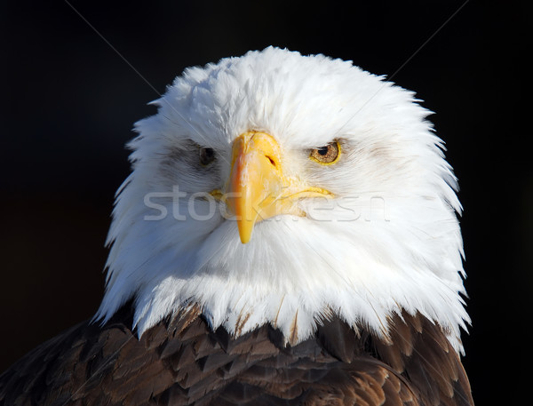 American Bald Eagle Stock photo © nialat