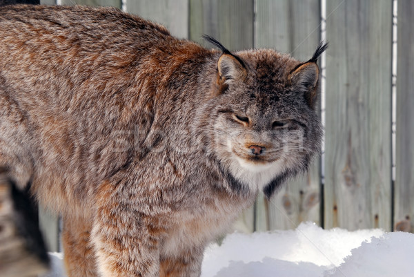 Kanada Luchs Bild Gefangenschaft Katze Stock foto © nialat