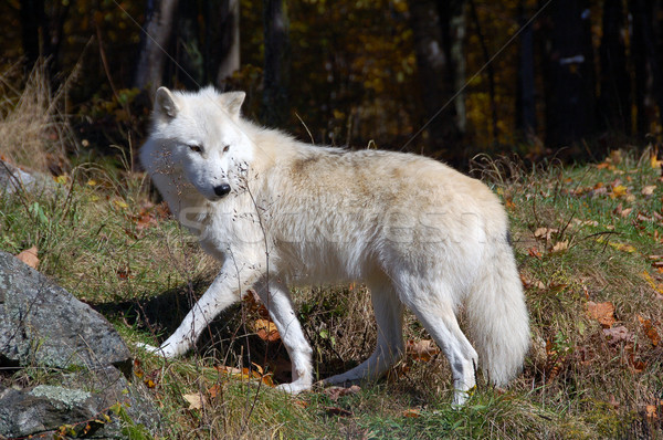 Arctic Wolf Stock photo © nialat