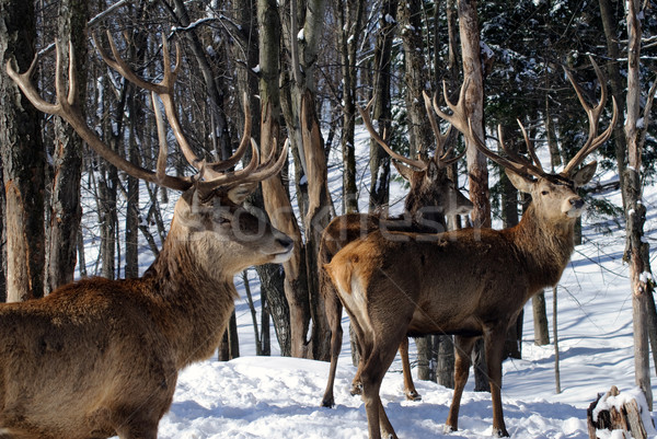 Elk Stock photo © nialat