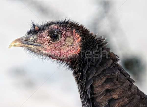 Wild Turkije portret jonge Stockfoto © nialat