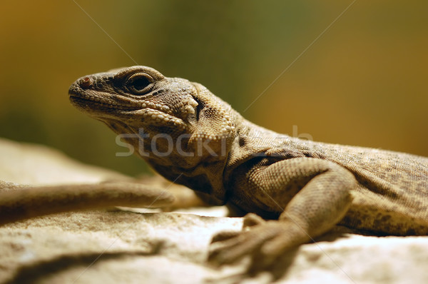 Lagarto quadro olho natureza branco Foto stock © nialat