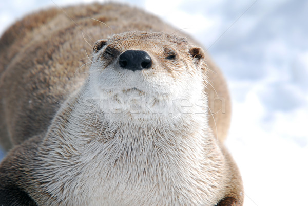 Otter Stock photo © nialat