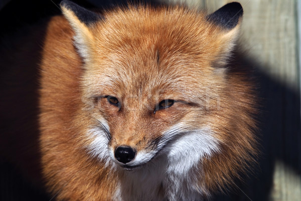 Red Fox Portrait Stock photo © nialat