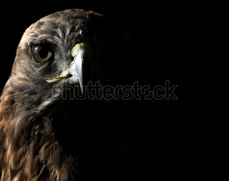 Red-tailed Hawk Stock photo © nialat