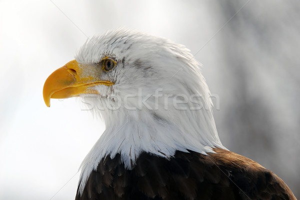 American Bald Eagle Stock photo © nialat