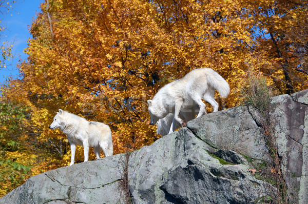 Arktisch Wolf Wald Herbst Natur Stock foto © nialat