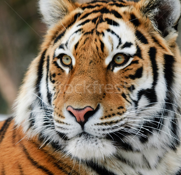 Tigru imagine rece iarnă zi Imagine de stoc © nialat