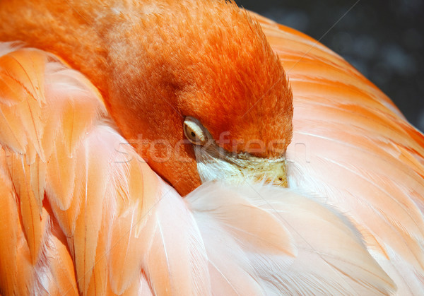 Flamingo Stock photo © nialat