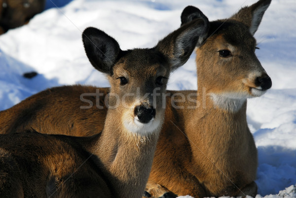 White-tailed deer  Stock photo © nialat