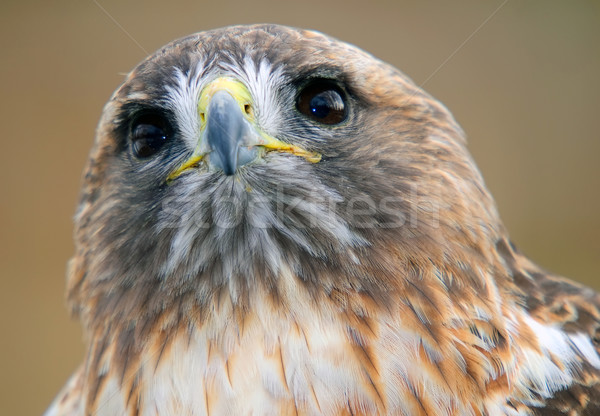 Red tailed hawk Stock photo © nialat