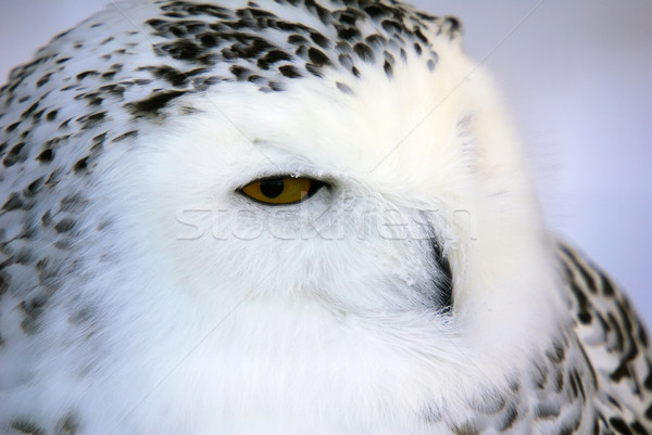 Snowy Owl Stock photo © nialat