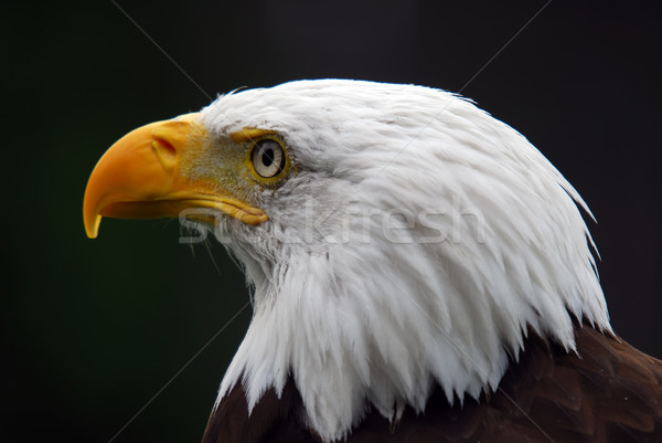 Chauve aigle portrait majestueux oiseau [[stock_photo]] © nialat