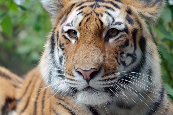 Siberian Tiger Stock photo © nialat