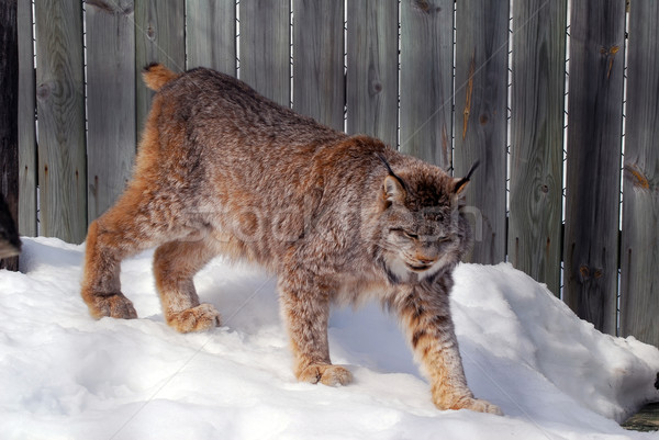 Canada Lynx Stock photo © nialat