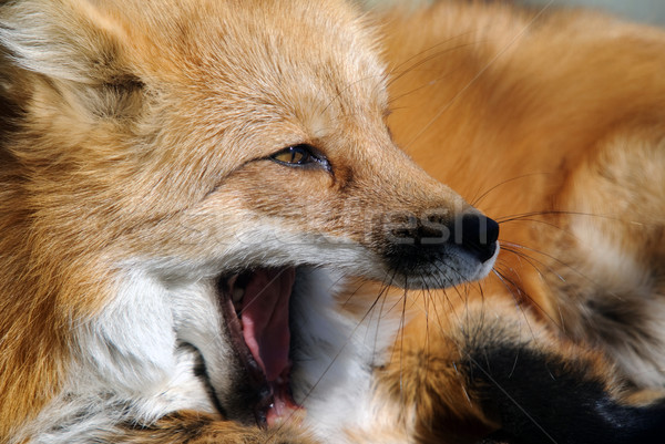 Red Fox Portrait Stock photo © nialat