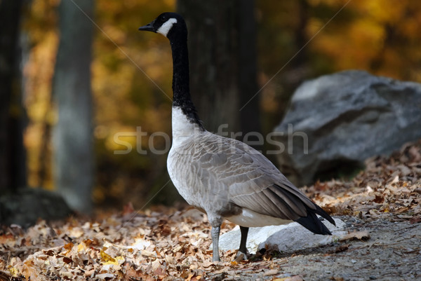 Canada Goose Stock photo © nialat