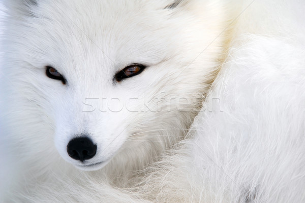 Arctic Fox Stock photo © nialat