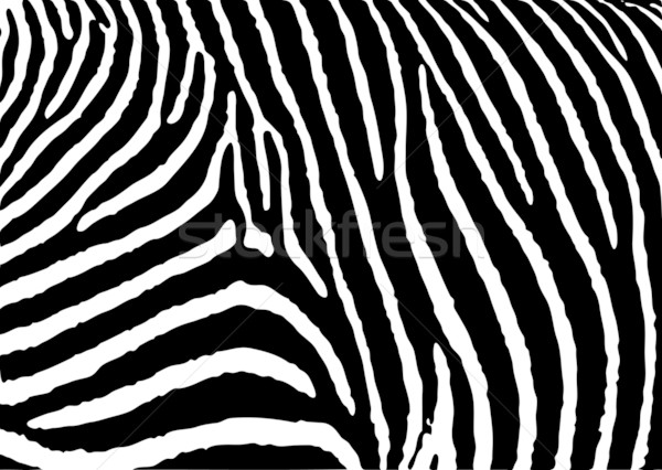 zebra pattern large Stock photo © nicemonkey