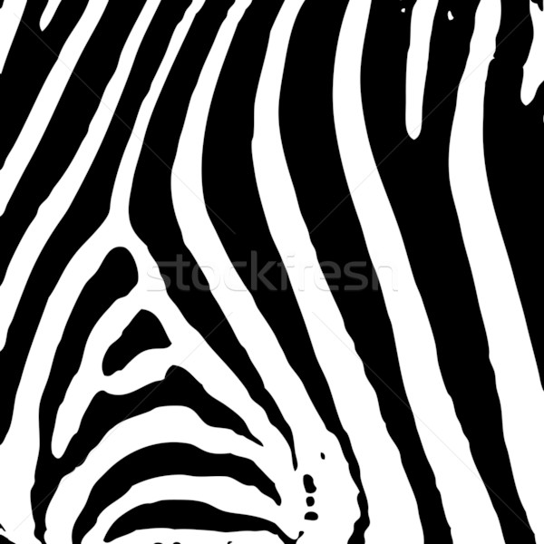 zebra print Stock photo © nicemonkey