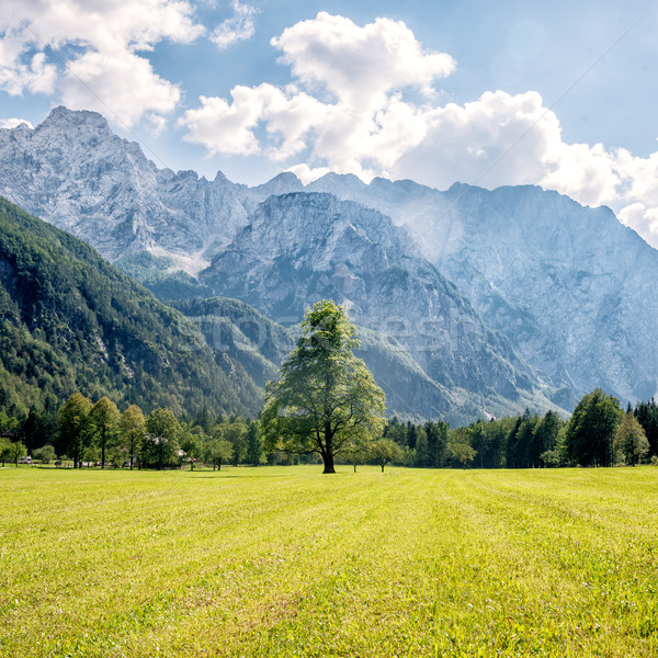 Stockfoto: Berg · vallei · groene · bomen · Slovenië · gras