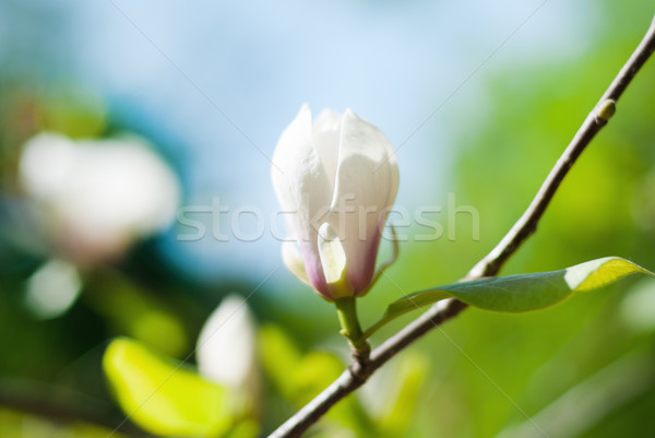 Stockfoto: Magnolia · boom · bloesem · witte · zonsondergang · Pasen